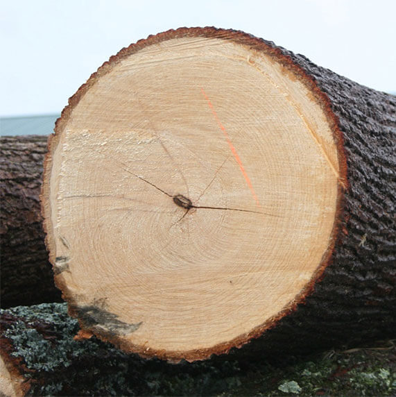Basswood log